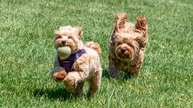 Illustration showing joyful, natural zoomies behavior in a dog and cat — no distress, clear signs of playfulness and energy release